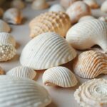 Deko Muscheln (NF)